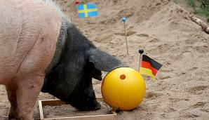 dfb-schwein-med