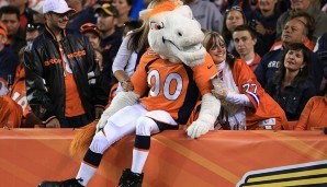 Miles - Denver Broncos (NFL): Miles ist ein weißes Pferd und wild, also ein echter Bronco!