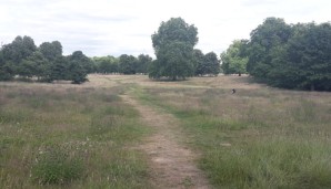 Die andere Seite des Hyde Park