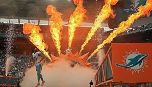 Die Miami Dolphins wollen 2017 erneut in die Playoffs einziehen